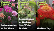 FlowerTrials: VIDEO of Syngenta, Floritec, Sakata, Beekenkamp top new plants